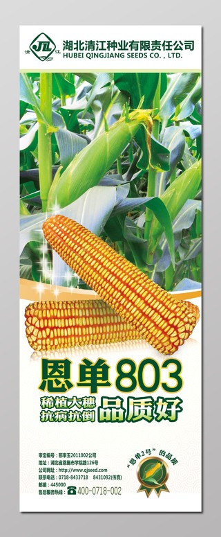 恩单803玉米粮食种业农产品海报